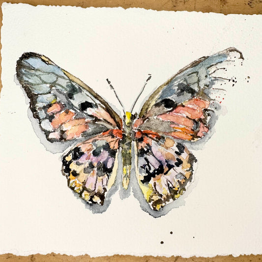 Broken Butterfly - Acraea Swordtail