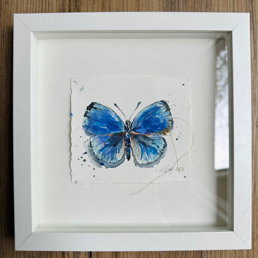 Asterope optima - Blue Broken Butterfly