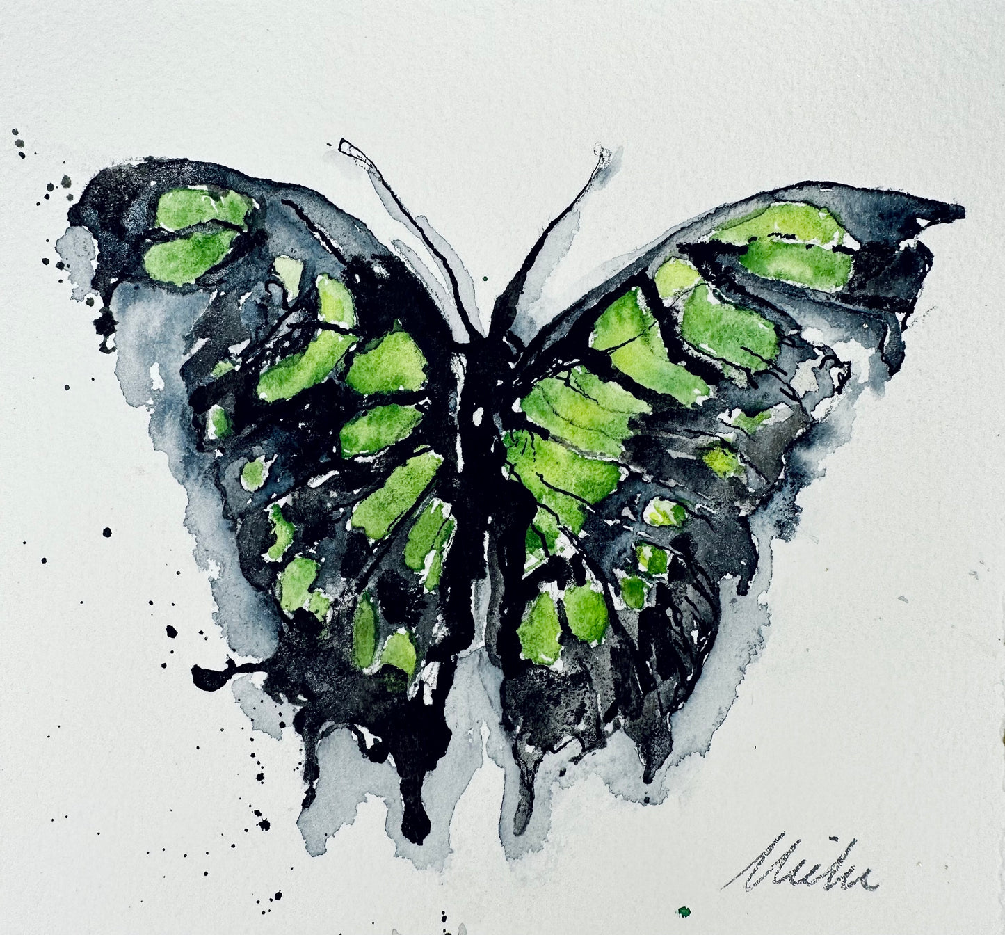 Siproeta Stelenes /  Malachite butterfly / Green Butterfly