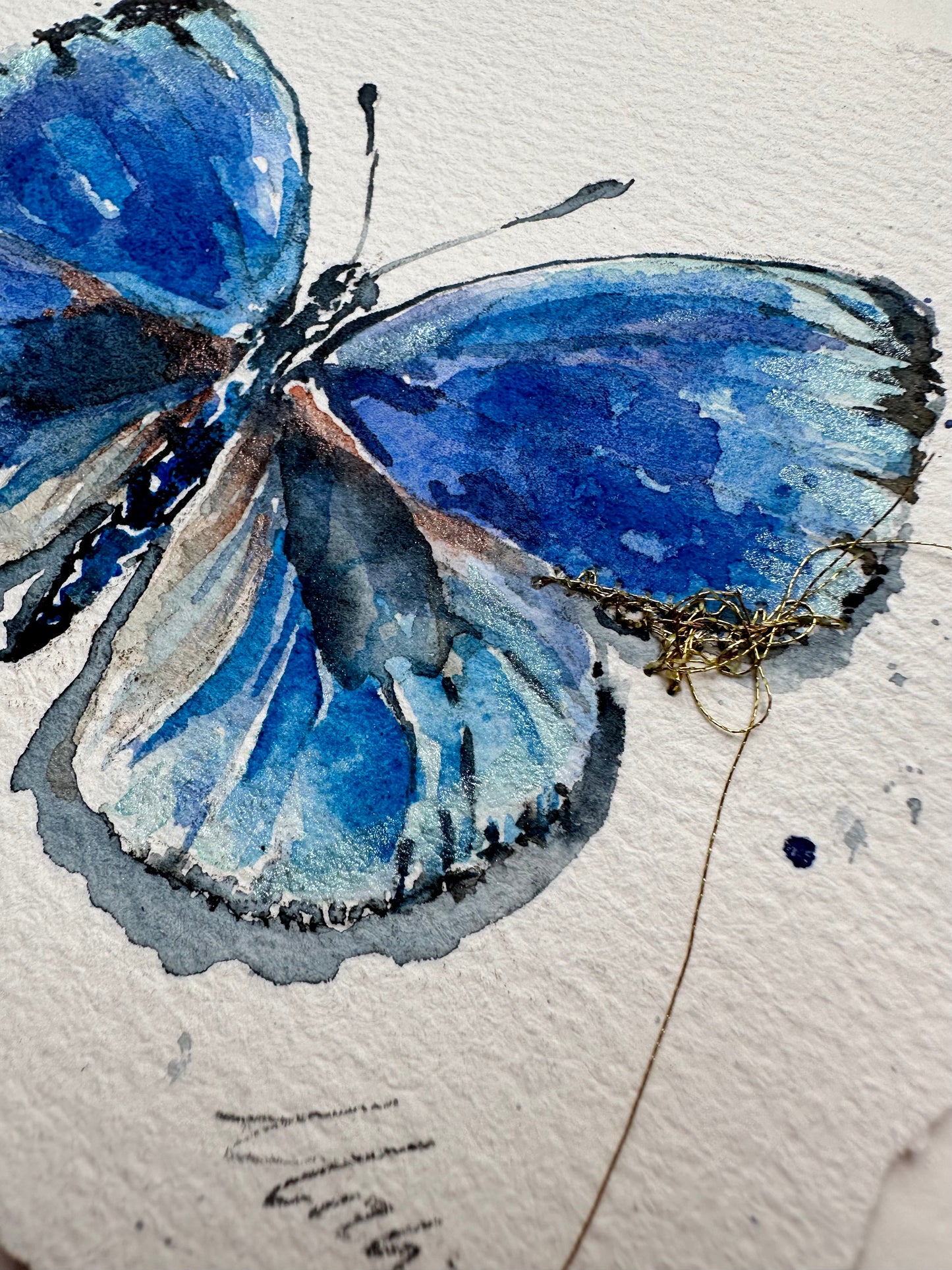 Asterope optima - Blue Broken Butterfly